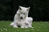 BERGER BLANC SUISSE - ADULTS ET PUPPIES 054